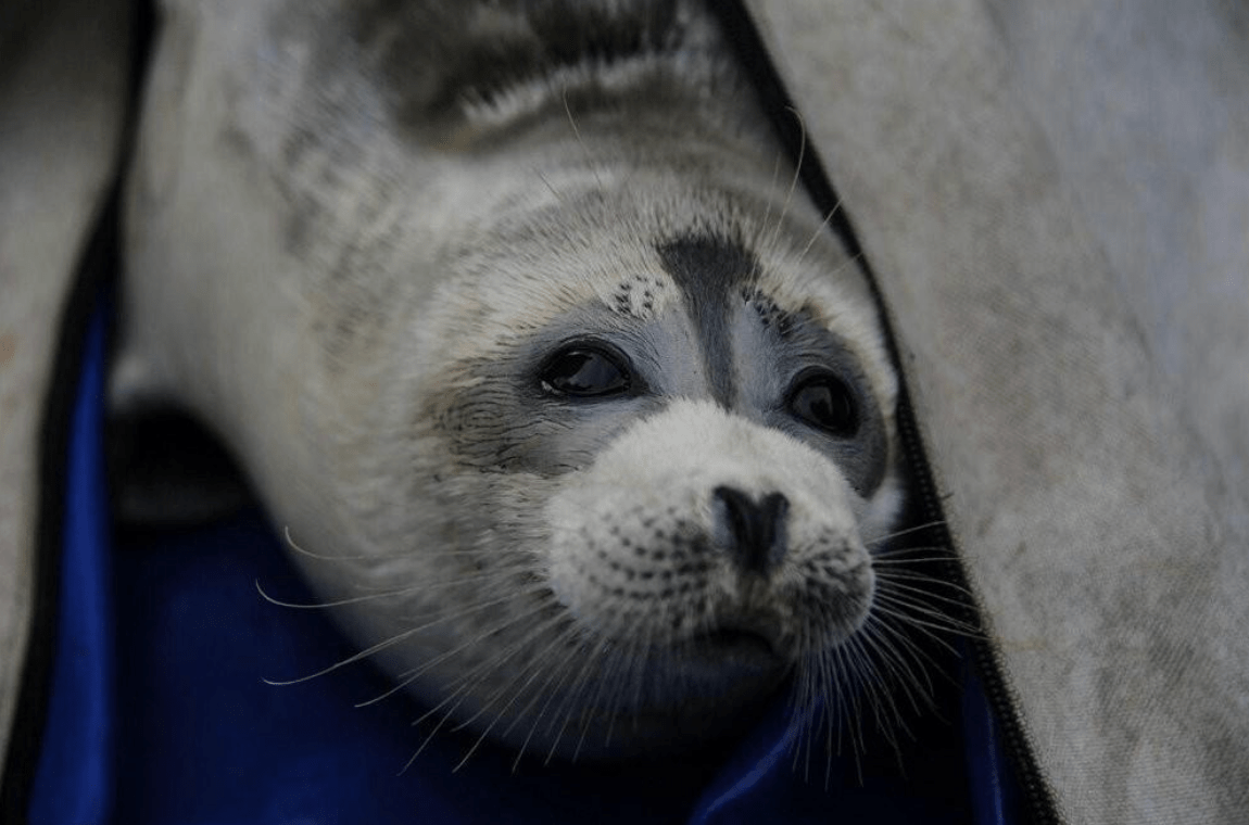 The Caspian Day – Dropping Caspian Sea Levels and Disappearing Caspian Seals